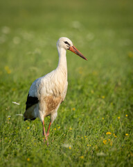 A white stork Ciconia ciconia walking among green meadow