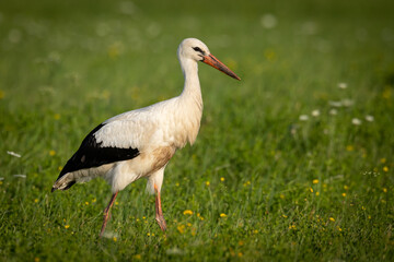 A white stork Ciconia ciconia walking among green meadow © Marcin Perkowski