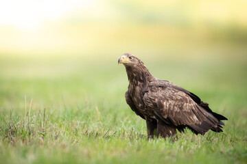 Obraz premium Majestic predator White-tailed eagle, Haliaeetus albicilla in Poland wild nature