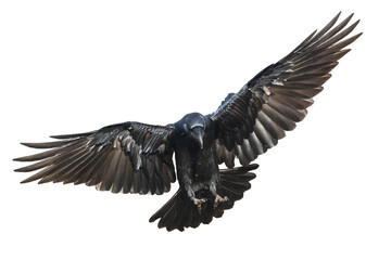 Birds flying raven isolated on white background Corvus corax. Halloween 