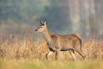 Cute red deer, Cervus elaphus, hind and fawn in nature looking aside with copy space. wild animals in wilderness Poland