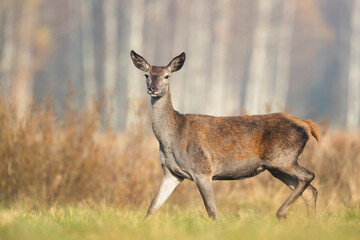 Cute red deer, Cervus elaphus, hind and fawn in nature looking aside with copy space. wild animals in wilderness Poland