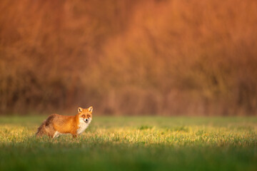 Fox (Vulpes vulpes) in autumn scenery, Poland Europe, animal walking among green meadow in amazing warm light