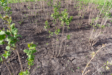 Plants break through dry ground. Bushes of ornamental plants. Plants in the park. Dry land. Little water. A sprout of lilacs. Syringa.