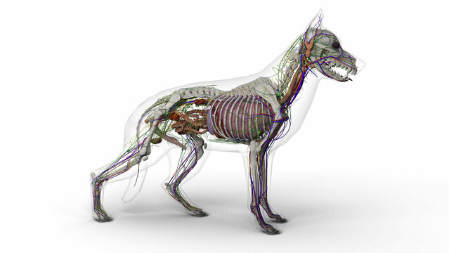 3D render of dog complete anatomy with transparent body in clean white background
