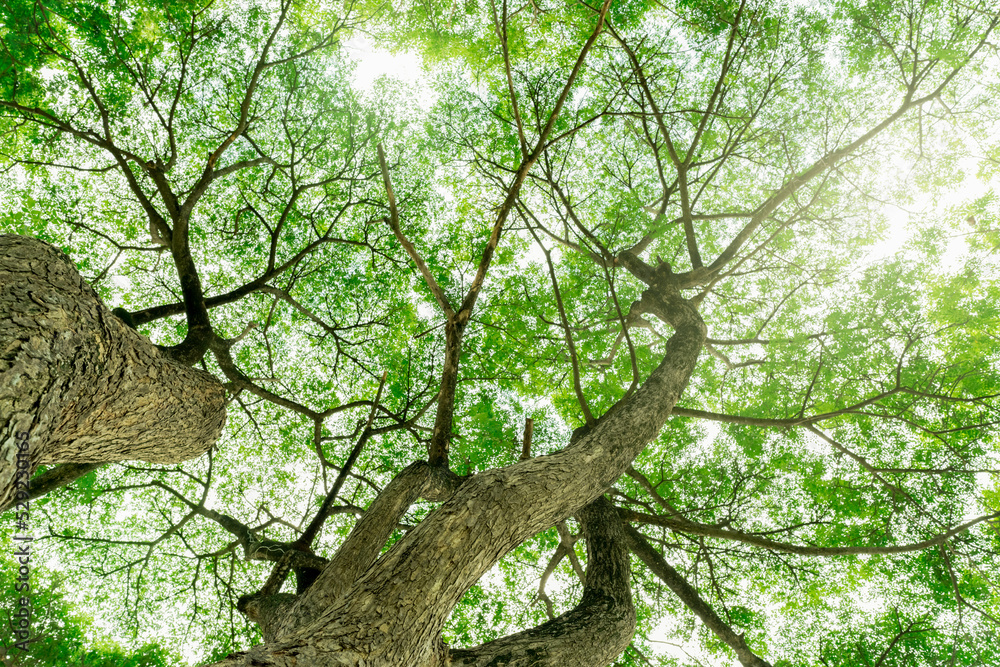 Canvas Prints bottom view of tree trunk to green leaves of tree in tropical forest with sunlight. fresh environmen