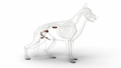 3D render of dog male genital and reproductive system anatomy with transparent body in clean white background