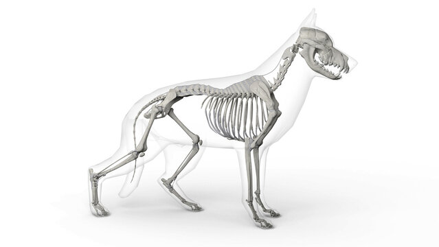 3D render of dog skeleton system anatomy with transparent body in clean white background