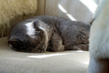 Sleeping gray british cat on a light surface close-up