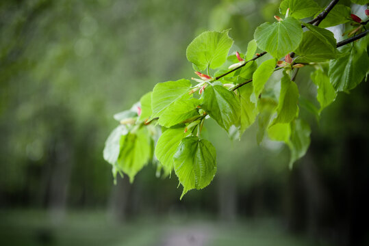 A tree branch with green leaves on the background of a summer park