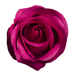 Pink rose flower head closeup. Design element