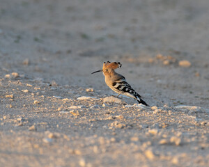 Eurasian hoopoe on the desert ground