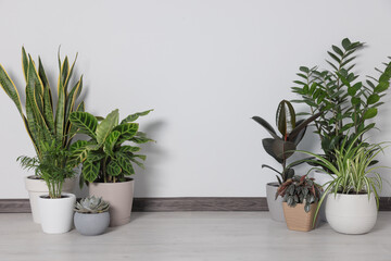 Collection of beautiful houseplants on floor near light wall. Space for text