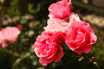 Closeup view of beautiful blooming rose bush outdoors on summer day