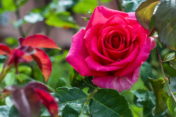 Bush with beautiful blooming rose in garden on sunny day, closeup. Space for text