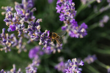 Top view of beautiful lavender flowers with bee in field, closeup