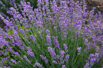 Naklejka premium Beautiful blooming lavender plants growing in field, closeup