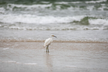 great blue heron ardea cinerea