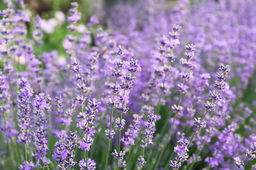 Beautiful lavender flowers growing in field, closeup