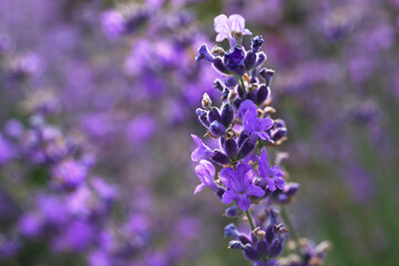Obraz premium Beautiful lavender flowers growing in field, closeup. Space for text