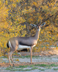 Close-up of a Male Arabian Gazelle