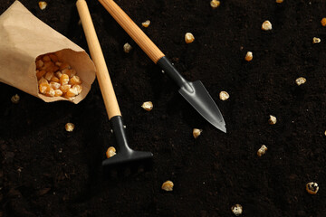 Paper bag with corn seeds and gardening tools on fertile soil