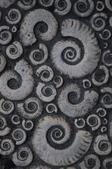 Pavement in shape of ammonites in Lyme Regis, Dorset