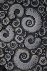 Pavement in shape of ammonites in Lyme Regis, Dorset © Savo Ilic