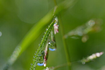 macro photography. morning dew is on the grass. sunny weather. drops of water lie on the sheets of green grass.