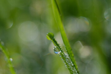 macro photography. morning dew is on the grass. sunny weather. drops of water lie on the sheets of green grass.
