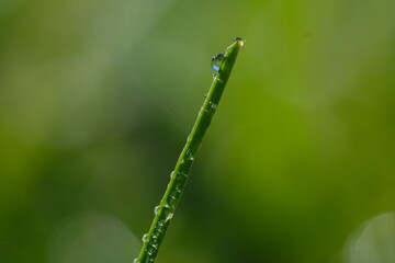 macro photography. morning dew is on the grass. sunny weather. drops of water lie on the sheets of green grass.