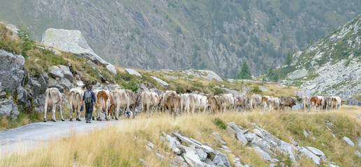 Fototapeta na wymiar Cattle drive in the mountains, ticino