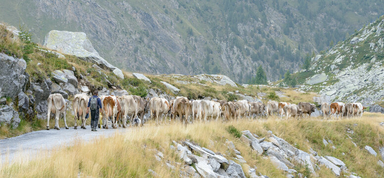 Cattle drive in the mountains, ticino
