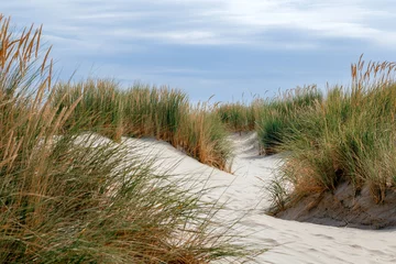 Door stickers North sea, Netherlands north sea beach dune grass landscape