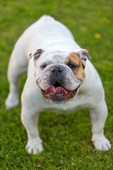 Bulldog Inglés Blanco frente