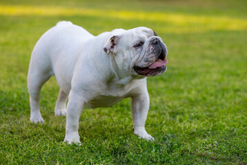 Bulldog Inglés Blanco perfil