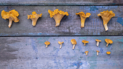 Fresh wild chanterelle mushrooms of different sizes are laid out in rows of different lengths on old boards with cracked paint. Flat lay, copy space for text