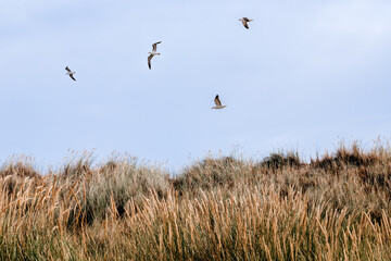 birds flying over a beautiful dune landscape on the North Sea island of Langeoog in Germany 