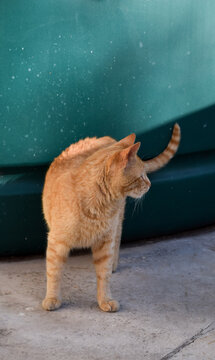 peque&ntilde;o gato atigrado
