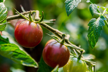Tomatos are ripening in a summer garden