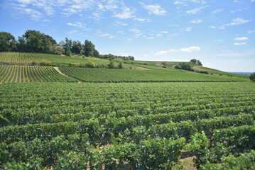 Fototapeta na wymiar rows of vines in field