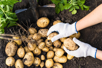 women's hands in gloves with a harvest of freshly dug potatoes on the ground, vegetables gardening