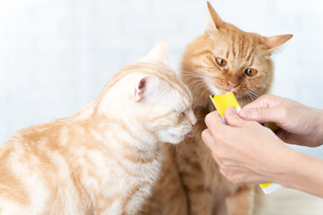 Cute cat licking cat snacks.
