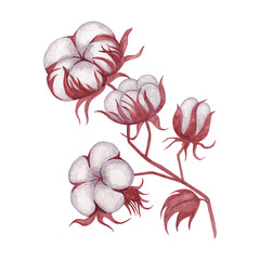Flowers Cotton. Watercolor illustration. Isolate on a transparent background.
