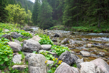 The picturesque landscape of the Koscieliska Valley in the Western Tatras.
