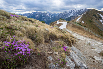 Primula minima purple mountain flowers in the Western Tatras.