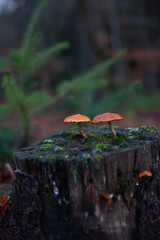 Mushrooms growing on tree trunk detail