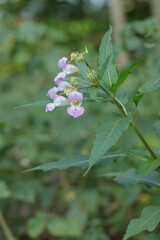 Light pink blossoms of Himalayan balsam (Impatiens glandulifera).