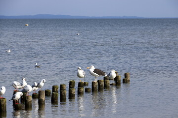 Seagulls on wooden poles in a blue lake