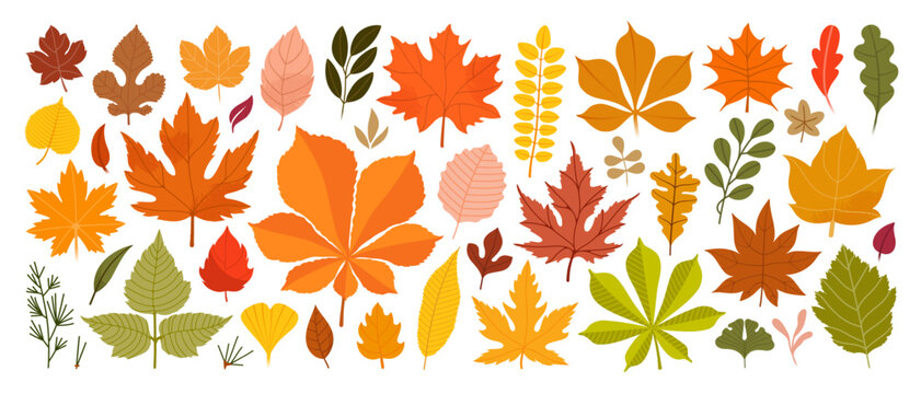 Set of cute leaf, fruit for autumn theme in pattern background